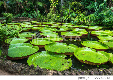 Amazonian lily in water, the largest aquatic plant in the world in Belem do Para, Brazil Amazonian lily in water, the largest aquatic plant in the world in Belem do Para, Brazil 127769948