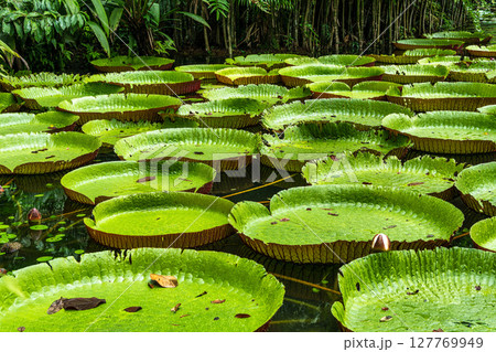 Amazonian lily in water, the largest aquatic plant in the world in Belem do Para, Brazil Amazonian lily in water, the largest aquatic plant in the world in Belem do Para, Brazil 127769949