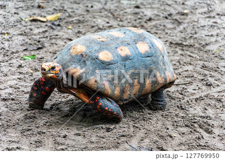 Red-footed tortoise, Chelonoidis carbonaria at Belem, Para, Brazil. Turtle species that inhabit the Amazon Red-footed tortoise, Chelonoidis carbonaria at Belem, Para, Brazil. Turtle species that inhabit the Amazon 127769950