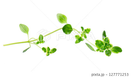 Fresh thyme sprig isolated on white background. Lemon thyme or Thymus citriodorus. Medicinal and culinary herb. Clipping path. Fresh thyme sprig isolated on white background. Lemon thyme or Thymus citriodorus. Medicinal and culinary herb. Clipping path. 127771253