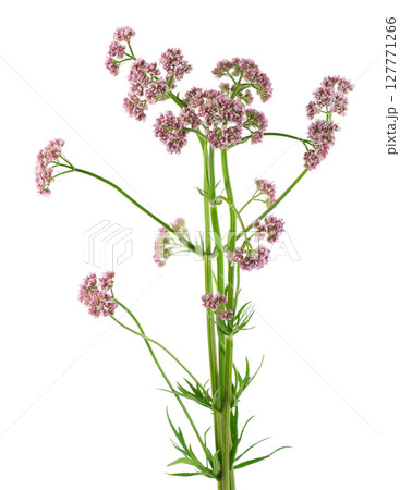 Valerian flowers isolated on white background. Valeriana officinalis. Medicinal herbs. 127771266