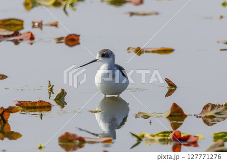 レンコン畑で餌を探すセイタカシギ 127771276