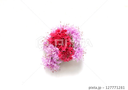 白背景のモナルダとヤグルマギクの花束 白背景のモナルダとヤグルマギクの花束 127771281