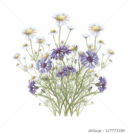 Bouquet of medicinal herbs chamomile,cornflower.Hand-drawn isolated clip-art on white backdround.Realistic images of herb flowers for packaging, textiles,wedding,cards,menu 127771300