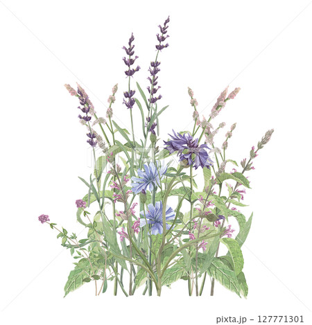 Bouquet of medicinal herbs lavender,thyme,chicory,salvia,mint,cornflower.Hand-drawn isolated clip-art on white backdround.Realistic images of flowers for packaging, textiles,wedding,cards,menu 127771301