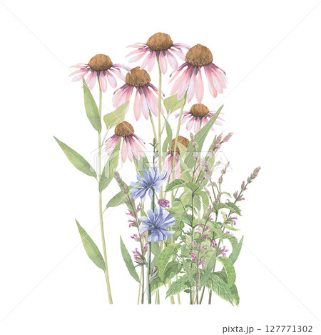 Bouquet of medicinal herbs Echinacea,salvia,chicory,mint.Hand-drawn isolated clip-art on white backdround.Realistic images of herb flowers for packaging, textiles,wedding,cards,menu Bouquet of medicinal herbs Echinacea,salvia,chicory,mint.Hand-drawn isolated clip-art on white backdround.Realistic images of herb flowers for packaging, textiles,wedding,cards,menu 127771302