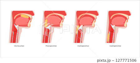 Swallowing process poster 127771506