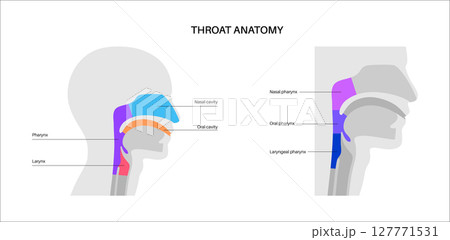 Throat anatomy poster Throat anatomy poster 127771531
