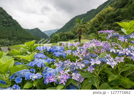 アジサイの花咲く番所の棚田の風景 127771662