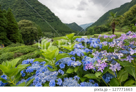 アジサイの花咲く番所の棚田の風景 127771663