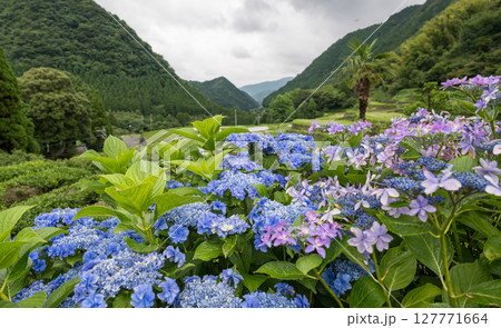 アジサイの花咲く番所の棚田の風景 アジサイの花咲く番所の棚田の風景 127771664
