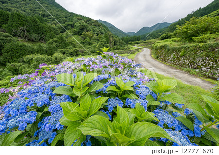 アジサイの花咲く番所の棚田の風景 127771670