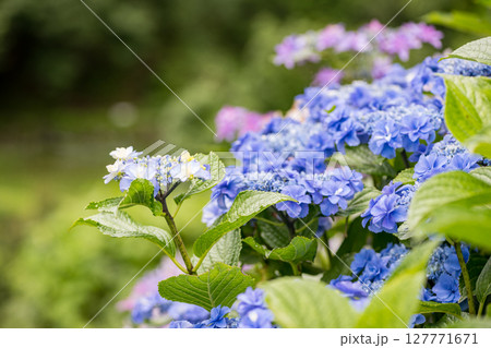 アジサイの花咲く番所の棚田の風景 127771671
