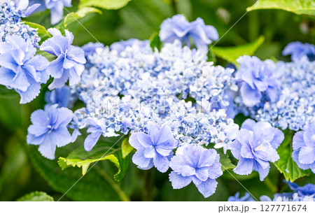 アジサイの花咲く番所の棚田の風景 127771674