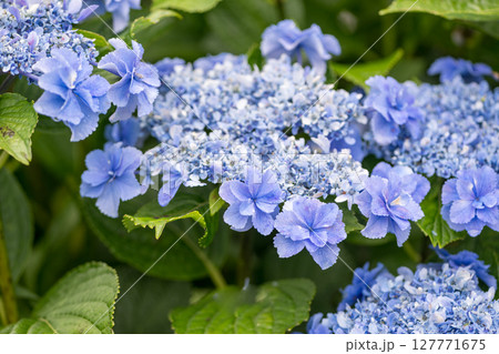 アジサイの花咲く番所の棚田の風景 127771675