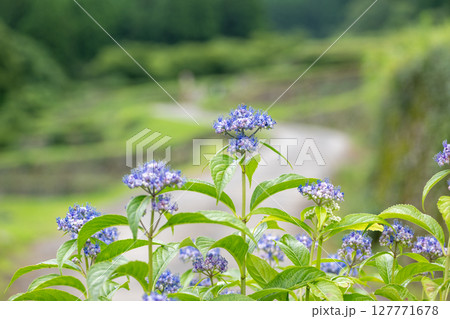 アジサイの花咲く番所の棚田の風景 アジサイの花咲く番所の棚田の風景 127771678