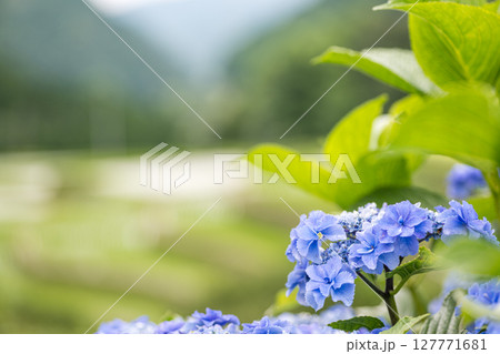 アジサイの花咲く番所の棚田の風景 アジサイの花咲く番所の棚田の風景 127771681