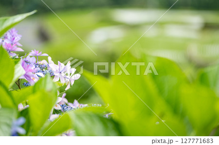 アジサイの花咲く番所の棚田の風景 アジサイの花咲く番所の棚田の風景 127771683