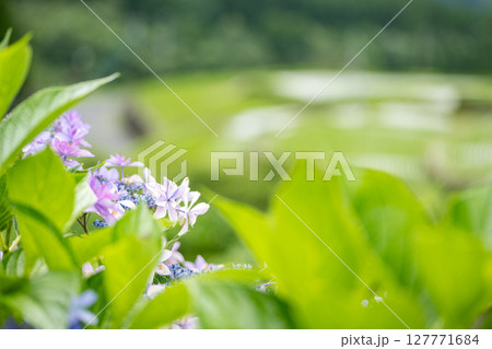アジサイの花咲く番所の棚田の風景 アジサイの花咲く番所の棚田の風景 127771684