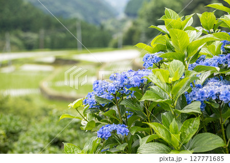 アジサイの花咲く番所の棚田の風景 アジサイの花咲く番所の棚田の風景 127771685
