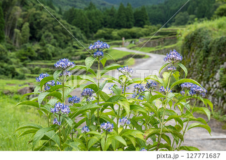 アジサイの花咲く番所の棚田の風景 127771687