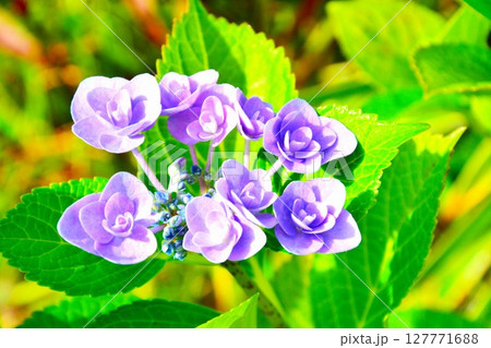 梅雨に咲く紫陽花の花 梅雨に咲く紫陽花の花 127771688