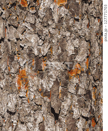 Vector illustration of Rowan bark close-up. Texture of trunk of Sorbus torminalis L. Background from living wood. Skin of forest nature. 127771703
