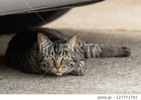 野良猫 127771781