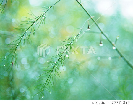朝露に濡れた葉と水玉の輝き（自然背景） 127771855