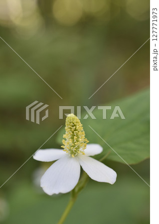 ドクダミ 127771973