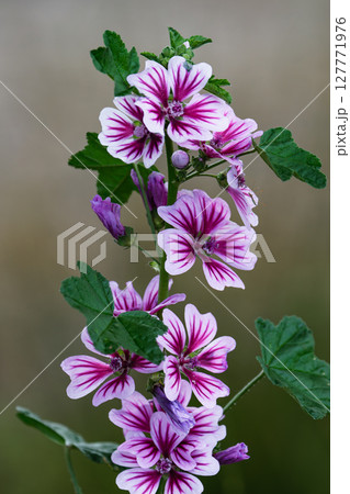 ゼニアオイの花01 127771976