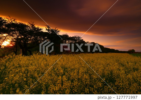 夕陽に照らされた菜の花畑 127771997