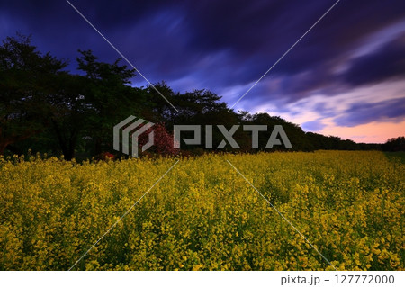 夕陽に照らされた菜の花畑 127772000