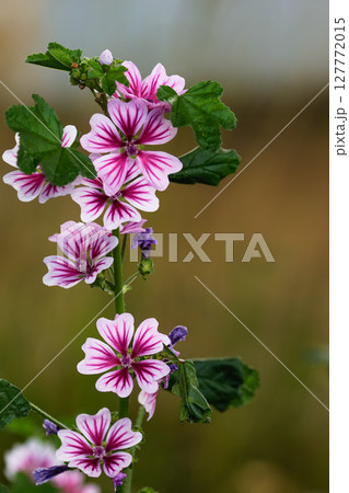 ゼニアオイの花02 127772015