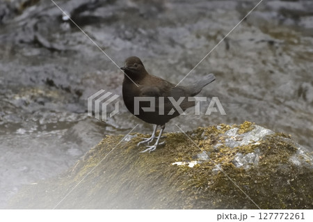 川辺のカワガラス 川辺のカワガラス 127772261