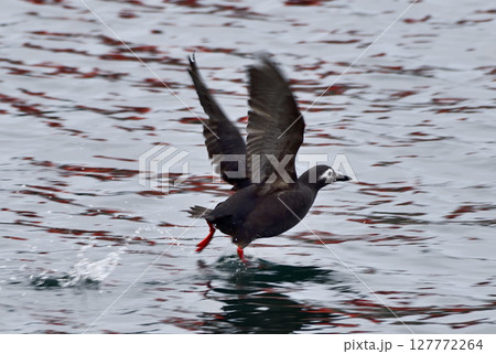 飛び立つケイマフリ 飛び立つケイマフリ 127772264