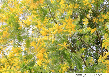 満開　ギンヨウアカシアの花 127772408