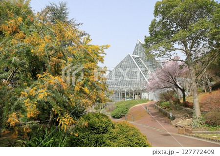 満開　ギンヨウアカシアの花 127772409