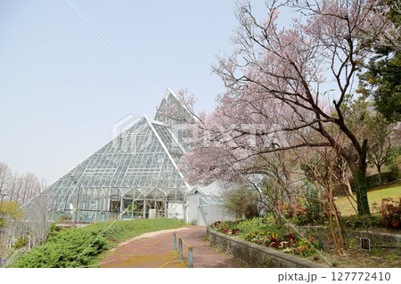 早咲き桜の花　エドヒガンザクラ満開 127772410