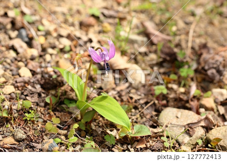 清楚　カタクリの花 127772413