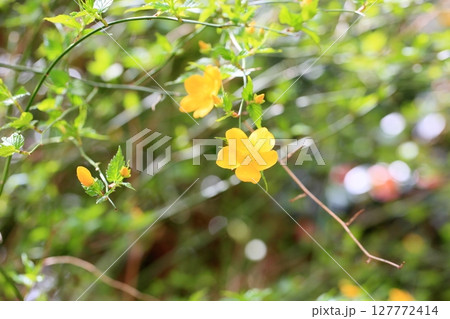 ヤマブキの花 127772414