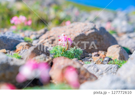 【高山植物】乗鞍岳の砂礫地帯に咲く高山植物の女王コマクサ【長野県】 127772610