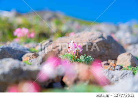 【高山植物】乗鞍岳の砂礫地帯に咲く高山植物の女王コマクサ【長野県】 127772612