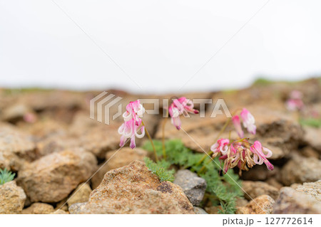 【高山植物】乗鞍岳の砂礫地帯に咲く高山植物の女王コマクサ【長野県】 127772614