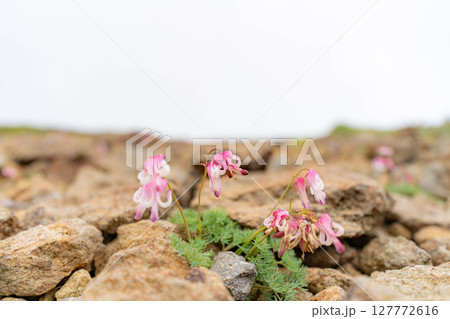 【高山植物】乗鞍岳の砂礫地帯に咲く高山植物の女王コマクサ【長野県】 127772616