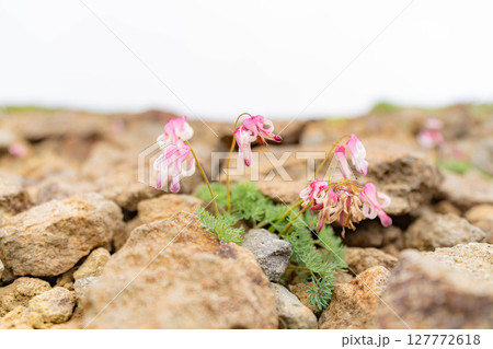 【高山植物】乗鞍岳の砂礫地帯に咲く高山植物の女王コマクサ【長野県】 127772618