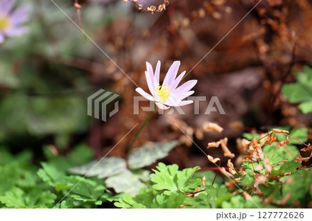 可愛い　ユキワリイチゲの花 127772626