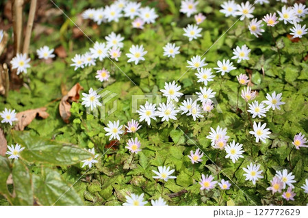 可愛い ユキワリイチゲの花 可愛い ユキワリイチゲの花 127772629