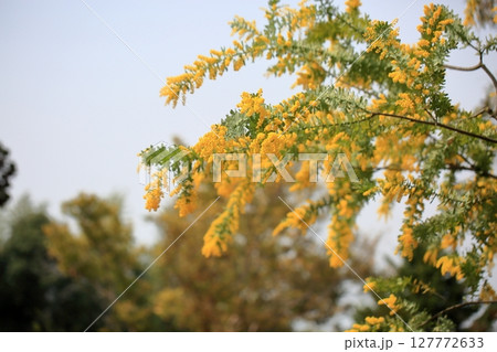 満開　ギンヨウアカシアの花 127772633