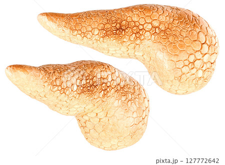 Pancreases, anatomical 3d model with textured surface. 3D rendering 127772642